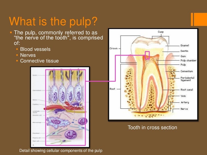 Pathways Of The Pulp 9th Edition Pdf